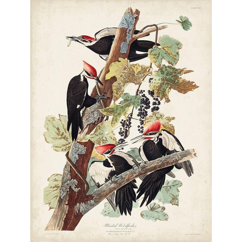 Pl. 111 Pileated Woodpecker White Modern Wood Framed Art Print by Audubon, John James