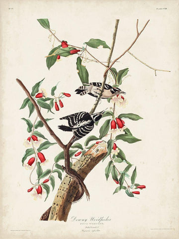 Pl. 112 Downy Woodpecker Black Ornate Wood Framed Art Print with Double Matting by Audubon, John James