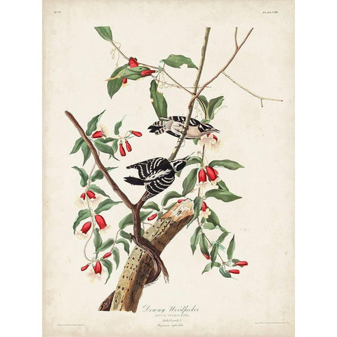 Pl. 112 Downy Woodpecker Black Modern Wood Framed Art Print with Double Matting by Audubon, John James