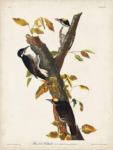 Pl. 132 Three-toed Woodpecker Black Ornate Wood Framed Art Print with Double Matting by Audubon, John James