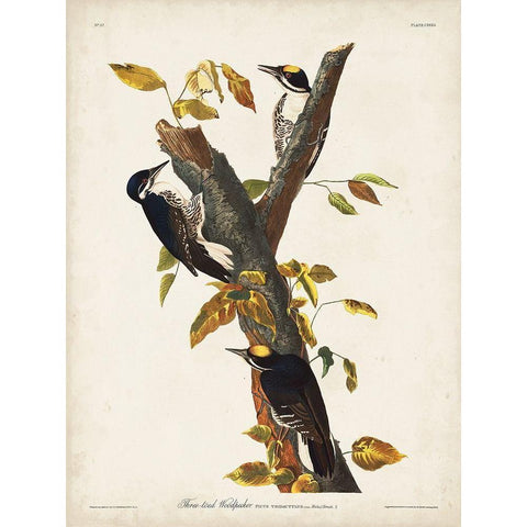 Pl. 132 Three-toed Woodpecker White Modern Wood Framed Art Print by Audubon, John James