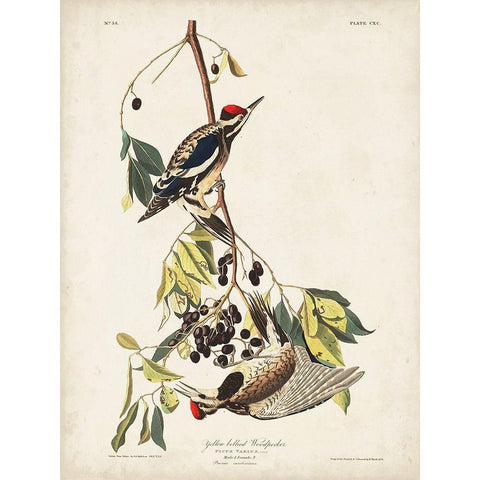 Pl. 190 Yellow-bellied Woodpecker Black Modern Wood Framed Art Print with Double Matting by Audubon, John James