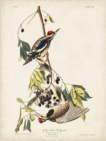 Pl. 190 Yellow-bellied Woodpecker White Modern Wood Framed Art Print with Double Matting by Audubon, John James