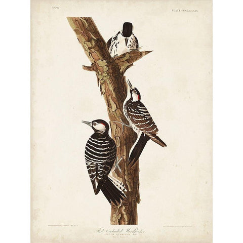 Pl. 389 Red-cockaded Woodpecker White Modern Wood Framed Art Print by Audubon, John James