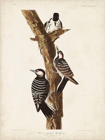 Pl. 389 Red-cockaded Woodpecker White Modern Wood Framed Art Print with Double Matting by Audubon, John James