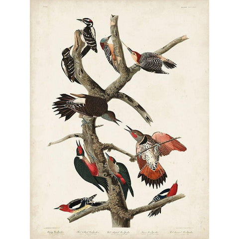 Pl. 416 Hairy Woodpecker Gold Ornate Wood Framed Art Print with Double Matting by Audubon, John James