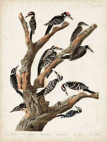 Pl. 417 Marias Woodpecker Black Ornate Wood Framed Art Print with Double Matting by Audubon, John James