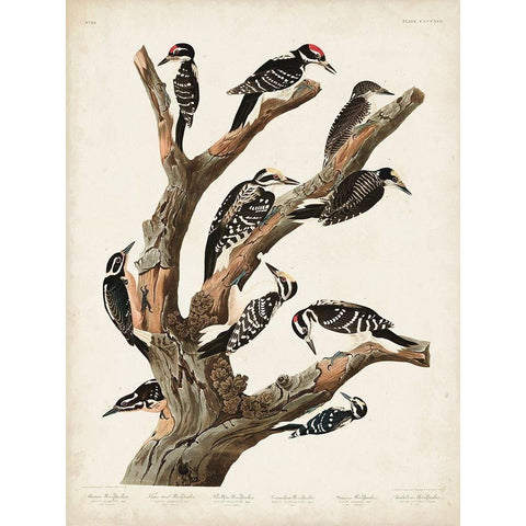 Pl. 417 Marias Woodpecker White Modern Wood Framed Art Print by Audubon, John James