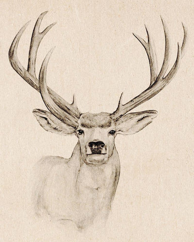 Natural Buck I Black Ornate Wood Framed Art Print with Double Matting by Warren, Annie