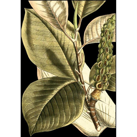 Tranquil Tropical Leaves II Black Modern Wood Framed Art Print by Vision Studio