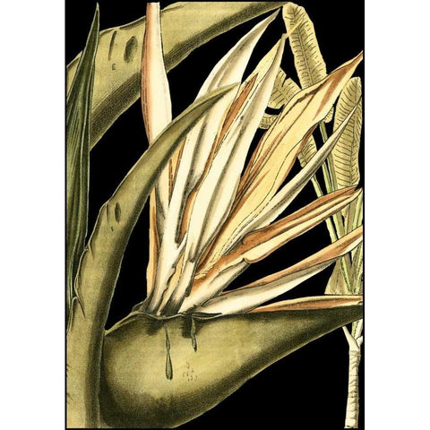 Tranquil Tropical Leaves III Black Modern Wood Framed Art Print with Double Matting by Vision Studio