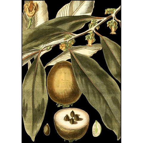 Tranquil Tropical Leaves IV Gold Ornate Wood Framed Art Print with Double Matting by Vision Studio