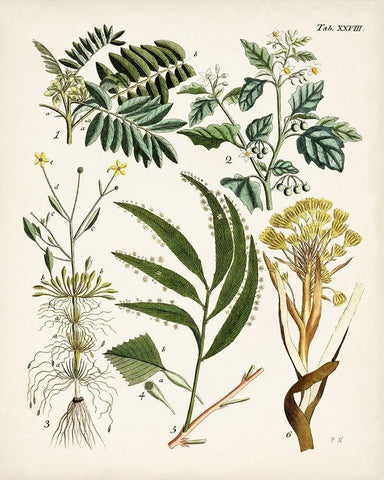 Fanciful Ferns I Black Ornate Wood Framed Art Print with Double Matting by Unknown