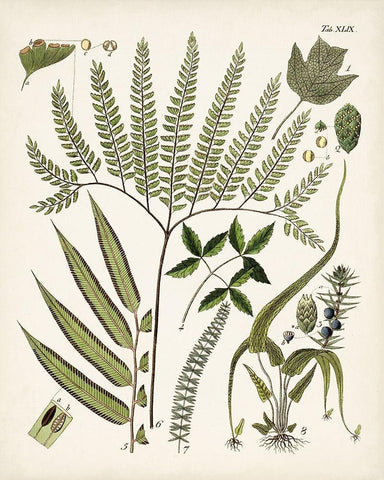 Fanciful Ferns III White Modern Wood Framed Art Print with Double Matting by Unknown
