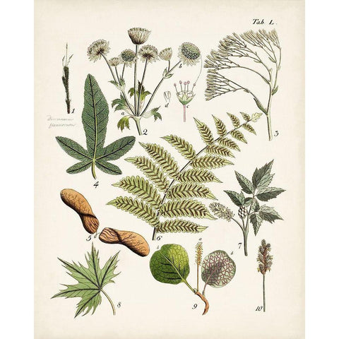 Fanciful Ferns VI Gold Ornate Wood Framed Art Print with Double Matting by Unknown