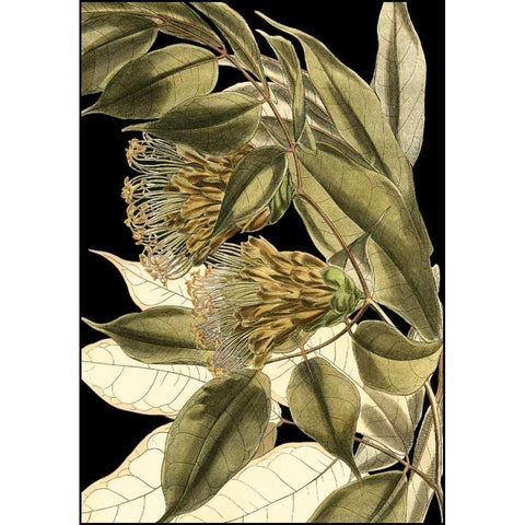 Tranquil Tropical Leaves VI Black Modern Wood Framed Art Print with Double Matting by Vision Studio