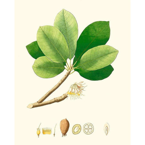 Spring Green Foliage II White Modern Wood Framed Art Print by Unknown