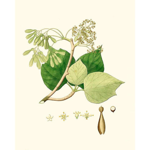 Spring Green Foliage IV Black Modern Wood Framed Art Print with Double Matting by Unknown