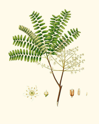 Spring Green Foliage VIII White Modern Wood Framed Art Print with Double Matting by Unknown