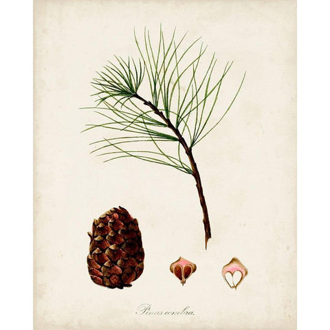 Antique Tree Study IV Black Modern Wood Framed Art Print with Double Matting by Unknown