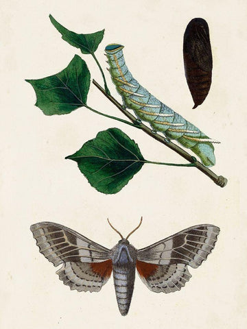 Caterpillar and Moth III Black Ornate Wood Framed Art Print with Double Matting by Unknown