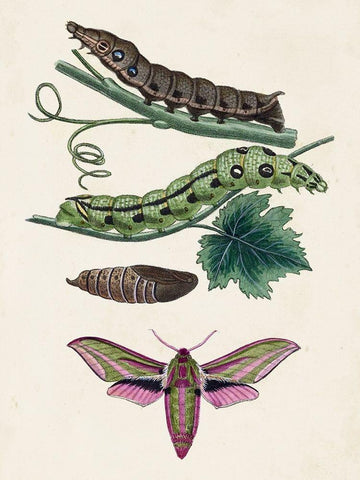 Caterpillar and Moth VI White Modern Wood Framed Art Print with Double Matting by Unknown