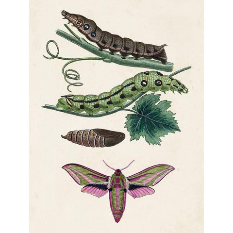 Caterpillar and Moth VI Gold Ornate Wood Framed Art Print with Double Matting by Unknown
