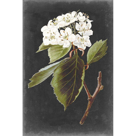 Dramatic White Flowers I Black Modern Wood Framed Art Print with Double Matting by Vision Studio