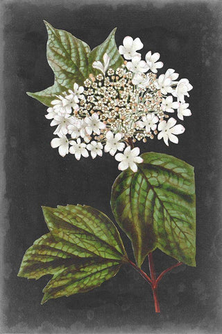 Dramatic White Flowers III Black Ornate Wood Framed Art Print with Double Matting by Vision Studio