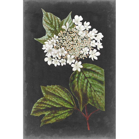 Dramatic White Flowers III Gold Ornate Wood Framed Art Print with Double Matting by Vision Studio
