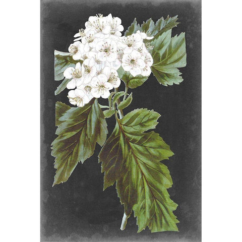 Dramatic White Flowers IV Gold Ornate Wood Framed Art Print with Double Matting by Vision Studio