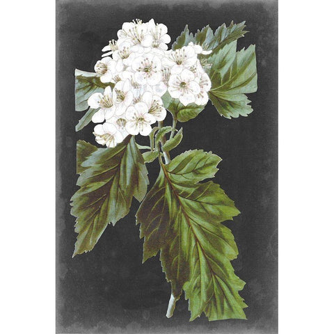 Dramatic White Flowers IV Black Modern Wood Framed Art Print by Vision Studio