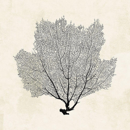 Image Only
