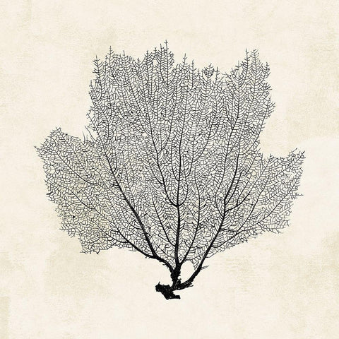 Sea Fan Sketch I Black Modern Wood Framed Art Print with Double Matting by Popp, Grace