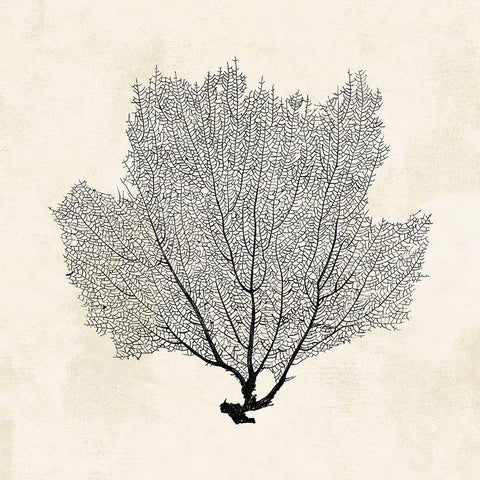 Sea Fan Sketch I White Modern Wood Framed Art Print with Double Matting by Popp, Grace