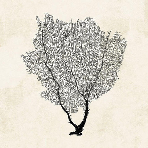 Sea Fan Sketch II Black Ornate Wood Framed Art Print with Double Matting by Popp, Grace