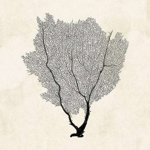 Sea Fan Sketch II Black Modern Wood Framed Art Print by Popp, Grace