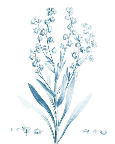 Antique Botanical in Blue I White Modern Wood Framed Art Print with Double Matting by Vision Studio