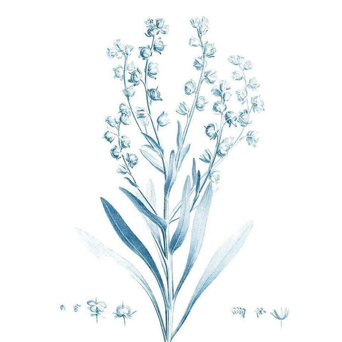 Antique Botanical in Blue I White Modern Wood Framed Art Print by Vision Studio