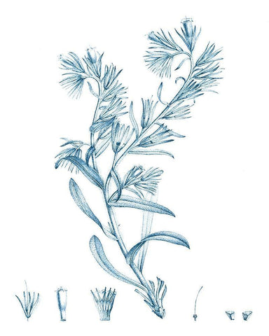 Antique Botanical in Blue II White Modern Wood Framed Art Print with Double Matting by Vision Studio