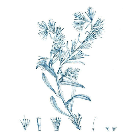 Antique Botanical in Blue II White Modern Wood Framed Art Print by Vision Studio
