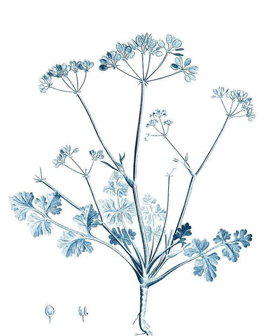 Antique Botanical in Blue IV White Modern Wood Framed Art Print with Double Matting by Vision Studio