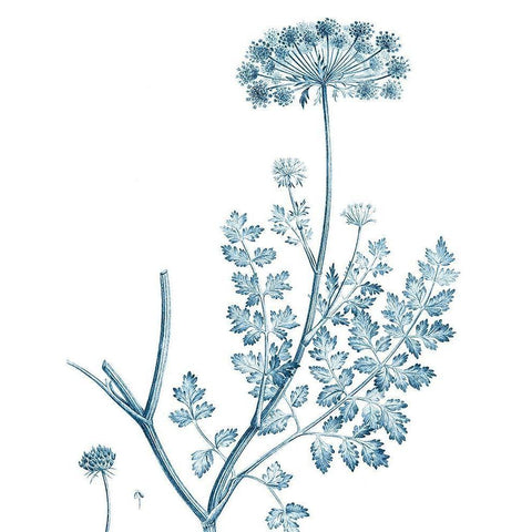 Antique Botanical in Blue V White Modern Wood Framed Art Print by Vision Studio