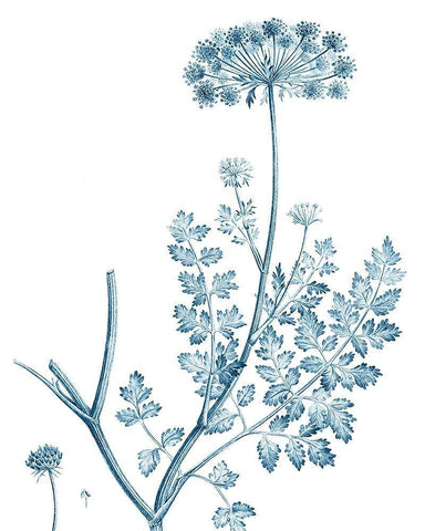 Antique Botanical in Blue V White Modern Wood Framed Art Print with Double Matting by Vision Studio