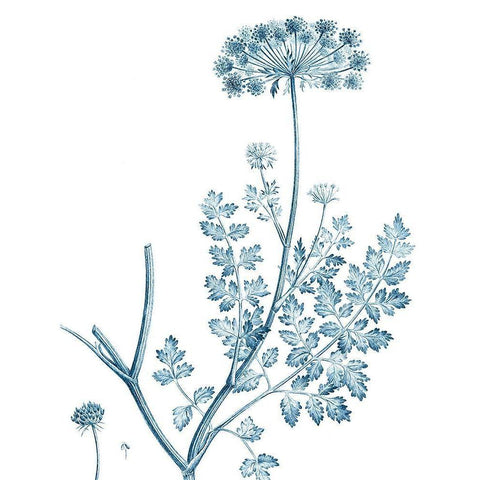 Antique Botanical in Blue V Black Modern Wood Framed Art Print by Vision Studio