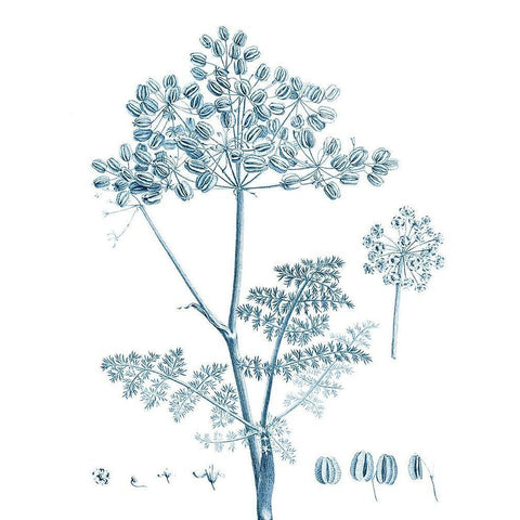 Antique Botanical in Blue VI Black Modern Wood Framed Art Print with Double Matting by Vision Studio