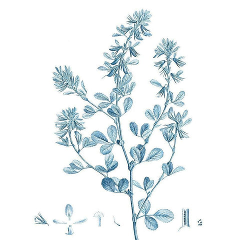 Antique Botanical in Blue VIII White Modern Wood Framed Art Print by Vision Studio