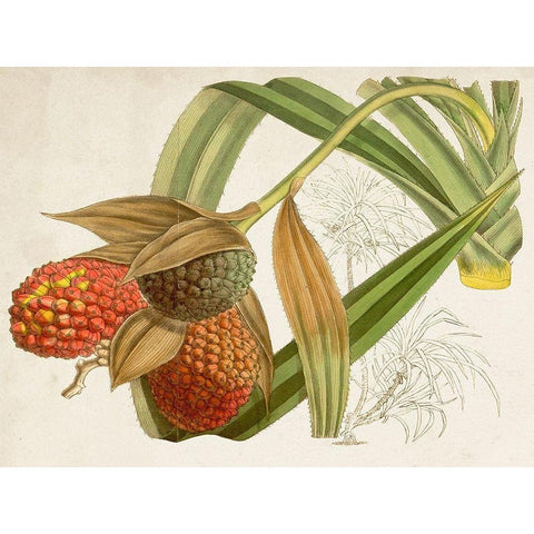 Tropical Foliage and Fruit III Gold Ornate Wood Framed Art Print with Double Matting by Curtis