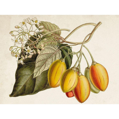 Tropical Foliage and Fruit IV Gold Ornate Wood Framed Art Print with Double Matting by Curtis