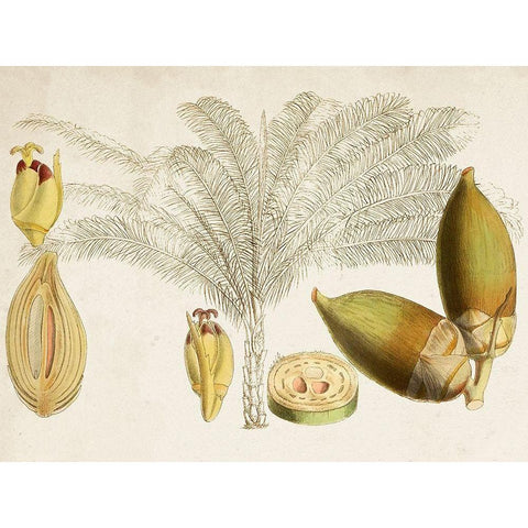 Tropical Foliage and Fruit VIII Gold Ornate Wood Framed Art Print with Double Matting by Curtis